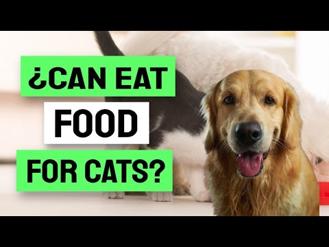 🐶🐱¿Is It SAFE For a DOG To EAT Cat Food?