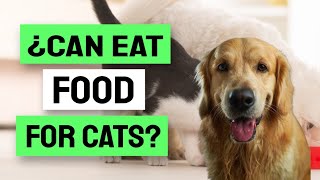 🐶🐱¿Is It SAFE For a DOG To EAT Cat Food?
