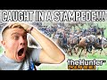 IN EINER GNU STAMPEDE GEFANGEN Hunter Call Of The Wild Pt 45 Kendall Gray