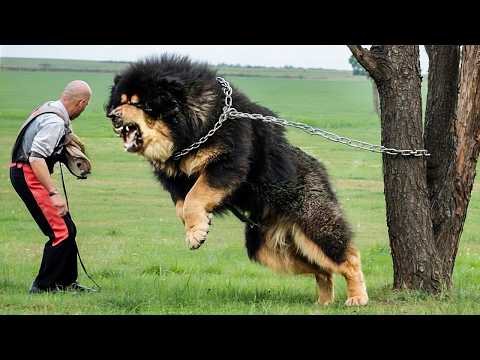 Die gefährlichsten Hunderassen der Welt