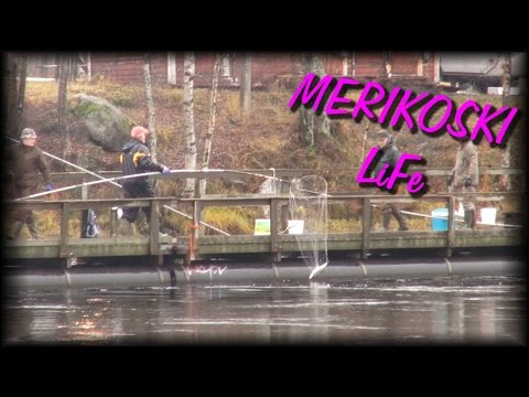 Merikoski Life - Lokakuun Lipot Heiluu ( Oulu Kalastus - Siianlippoaminen - Merikoski )