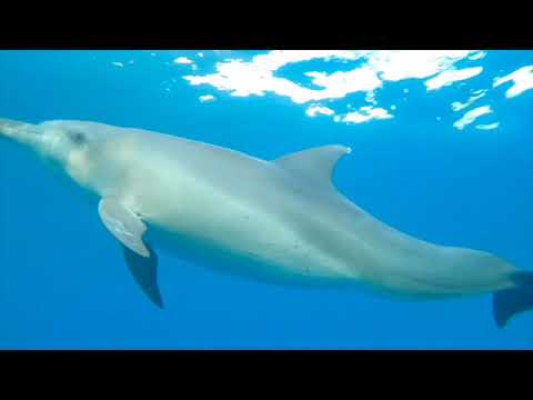 Susret s dupinom- dječja meditacija