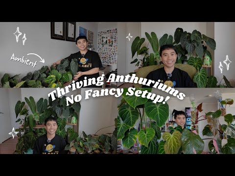 Mini Plant Tour: How My Anthuriums Thrive in Ambient Conditions!