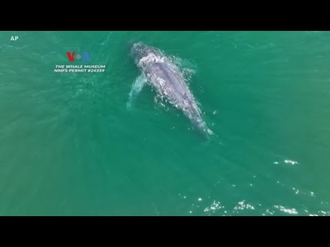 VOA PERUBAHAN IKLIM DAN TALI NELAYAN TEKAN POPULASI PAUS