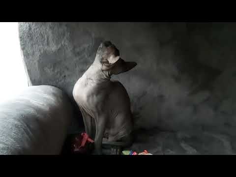 Sphynx Sphinx kittens cat(can deliver) - Image 2