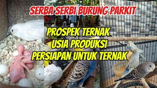 Download lagu Prospects for parakeet farming and what needs to be prepared mp3
