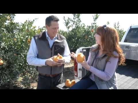 download lagu mp3 mp4 Where To Buy Sumo Citrus Tree, download lagu Where To Buy Sumo Citrus Tree gratis, unduh video klip Where To Buy Sumo Citrus Tree