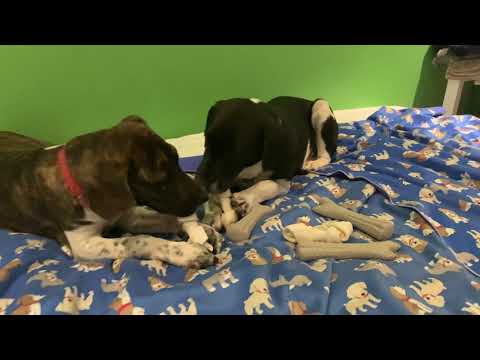 Adopt Mary’s Doggies - Lander & Lavina no treat aggression