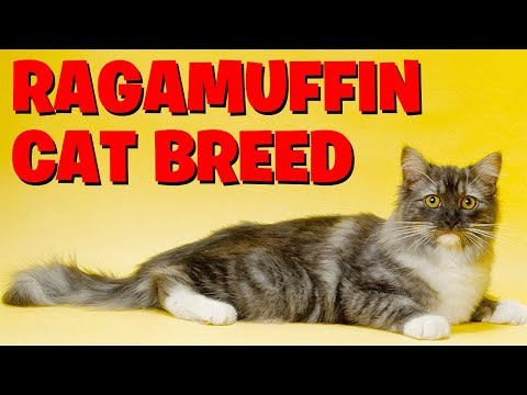 Ragamuffin Cats -The Ultimate Guide For Cat Lovers