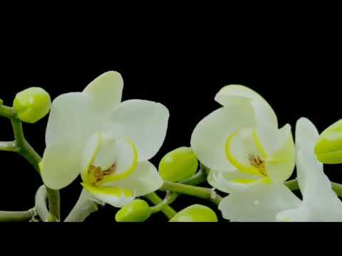 A Cidade Celeste Hino 142 Harpa Cristã  - Mauro Luís .