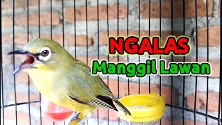 Download lagu Pleci NGALAS Manggil Pleci Lain mp3 Download lagu Pleci NGALAS Manggil Pleci Lain mp3
