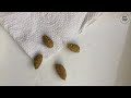 How To Grow Olive From Seed