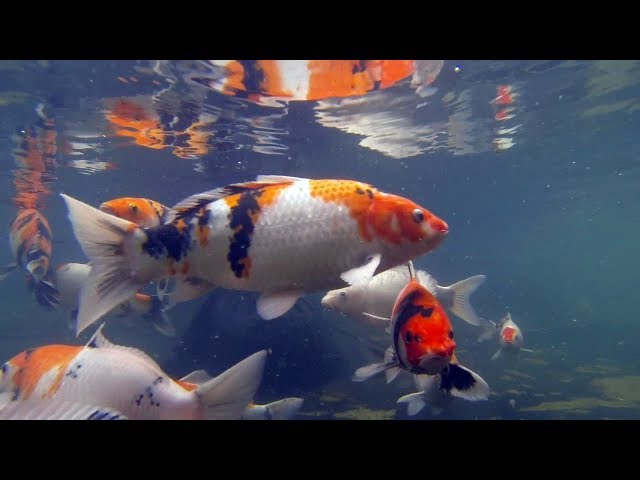 Awesome Koi Carp Swimming in Pond - japanese fish tropical breeding pets GoPro