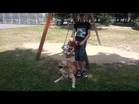 Brzesko. Konkurs na Najsympatyczniejszego Psa