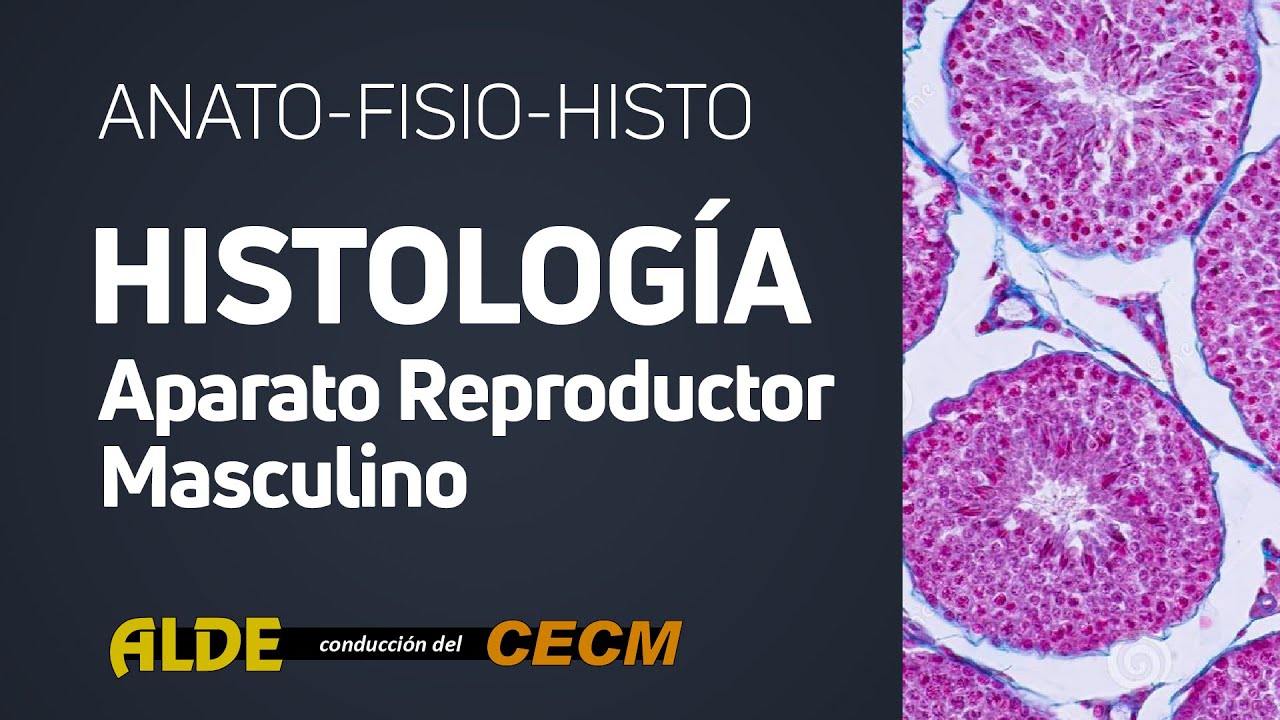 Curso Anato Histo Fisio - Histologia Aparato Reproductor Masculino