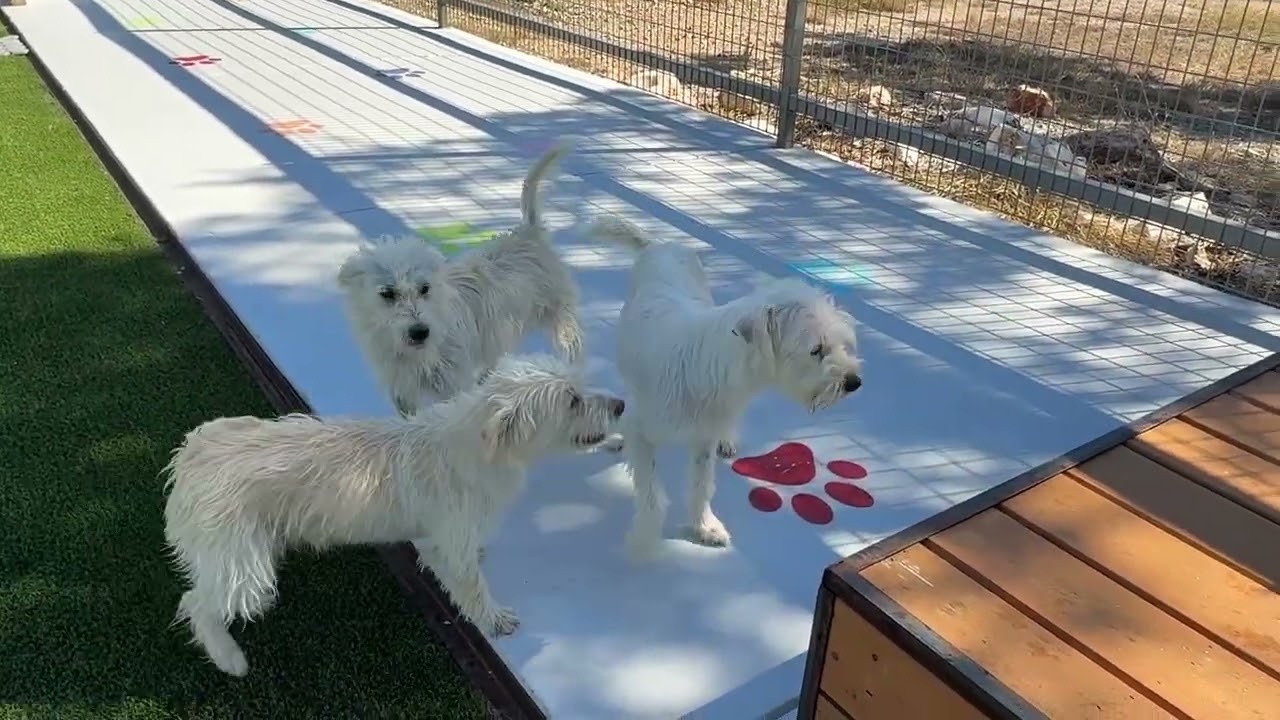 Enlarge Suki, a Adoptable Terrier in San Antonio, TX video 6/6