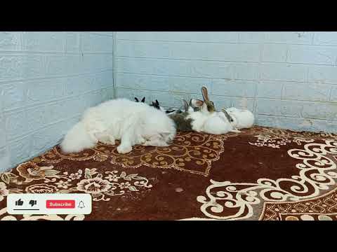 Funniest Animals 😄 Best Funny Dogs and Cats Compilation Part 111