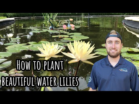 How To Plant Water Lilies