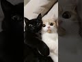 snuggle buddies ???? #cute #pets #animals #cats #kittens #shortsvideo