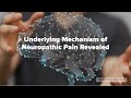 underlying mechanism of neuropathic pain revealed