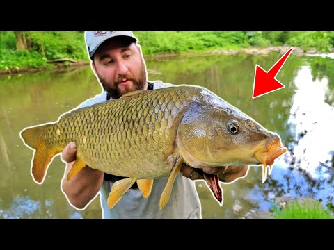 Carp Fishing in Small Rivers! (How to catch carp in rivers)