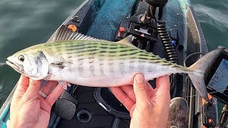 The Bonito Are In! Pelagic Bite Saves The Day
