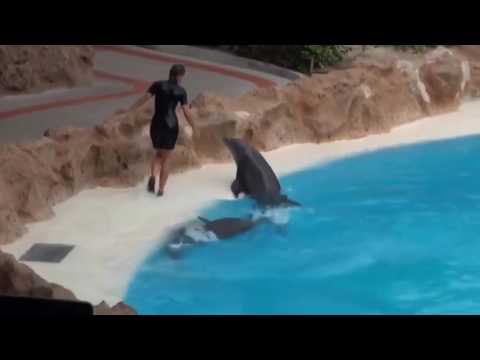 Des dauphins étonnamment drôles !