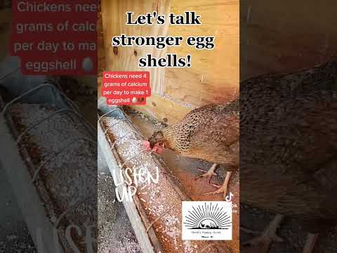 let's talk stronger egg shells! Add oysters shells into the chickens diet for more calcium!