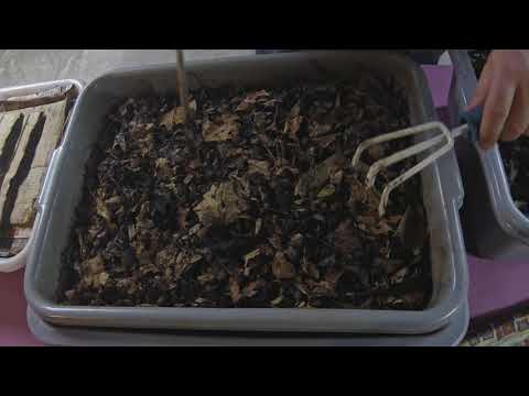 1 month status check on my 3 worm bins