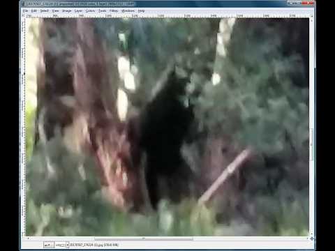 Dogman Sightings, Ancient Legends & Conspiracies | Joedy Cook Interview