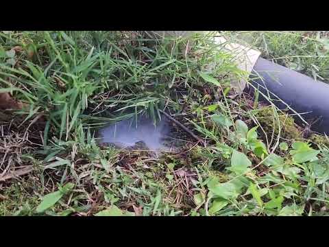 Under the Shrub Are Yellow Jackets in Belle Mead, NJ