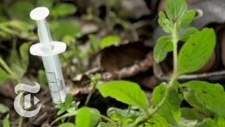 Jade’s Journey Marked by Drugs and Death | The New York Times