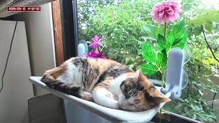 三毛猫フミちゃん  LIVE配信   2026年9月10日　calico cat　(LIVE stream)