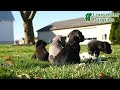 Cane Corso dogs for sale: Molly Cropped Ears - Video 1