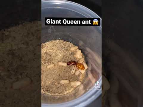 Giant Queen ant! | #shorts