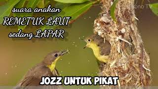 Download lagu suara ANAKAN REMETUK LAUT lapar untuk PIKAT || LISTIYONO TENAN mp3 Download lagu suara ANAKAN REMETUK LAUT lapar untuk PIKAT || LISTIYONO TENAN mp3