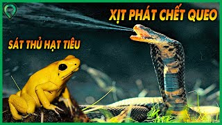 Kết Liễu Con Mồi Chỉ Bằng 1 Cú XỊT | Top 10 Loài Động Vật Có Nọc Độc Cực Mạnh Cực Nguy Hiểm