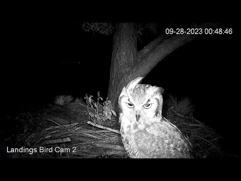 Great Horned Owls check out the Savannah nest     02 05 10 9 28 23