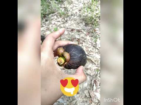 download lagu mp3 mp4 Fruit Season In Malaysia, download lagu Fruit Season In Malaysia gratis, unduh video klip Fruit Season In Malaysia