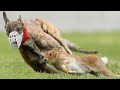 Irish Coursing Derby 2024