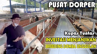 Download lagu Investasi Besar Menjanjikan Bisnis Breeding Domba Dorper  || Ayodhya Farm Sultannya Domba mp3 Download lagu Investasi Besar Menjanjikan Bisnis Breeding Domba Dorper  || Ayodhya Farm Sultannya Domba mp3