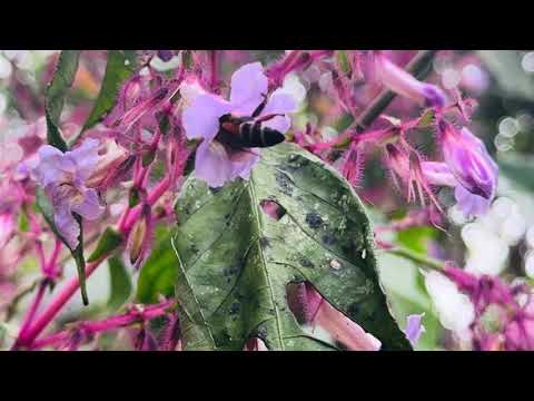 The Phenomenon: The Nelu (නෙලු) Bee flower pollination
