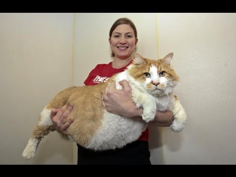 Fattest Cat in the World: Massive Moggie Garfield Takes The Title Of World's Fattest Cat