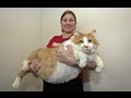 Fattest Cat in the World: Massive Moggie Garfield ...