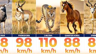 Fastest Animals Comparison