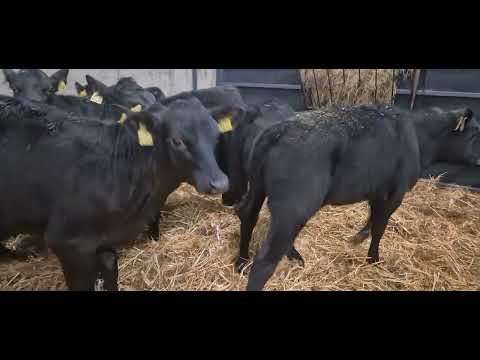 11 Super Proper Aberdeen Angus Heifers - Image 2