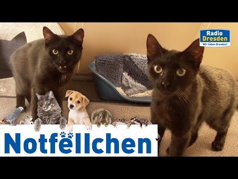 Radio Dresden - Notfellchen April