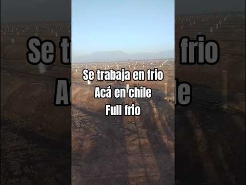 así se plantan los duraznos en #chile