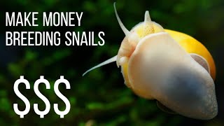 Breeding Aquarium Snails For Profit! | MAKE MONEY BREEDING SNAILS!