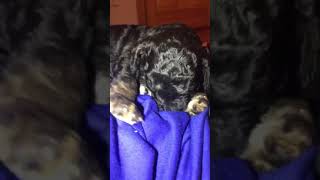 Video preview image #1 Poodle (Standard) Puppy For Sale in MARSHALL, TX, USA